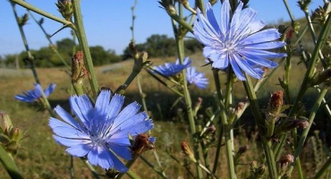 Jak sbírat a sušit kořen a květy čekanky doma
